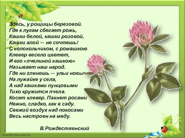 Здесь, у рощицы березовой. Где к лугам сбегает рожь, Кашки белой, кашки