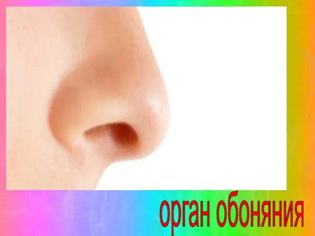 орган обоняния