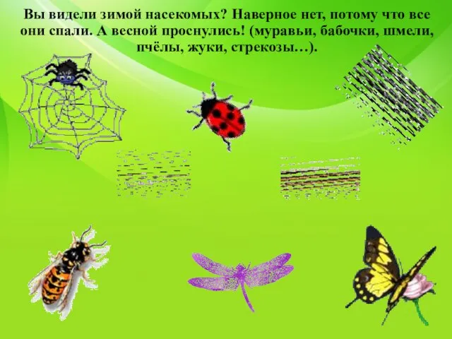 Вы видели зимой насекомых? Наверное нет, потому что все они спали. А