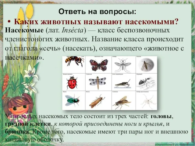 Ответь на вопросы: Каких животных называют насекомыми? Насеко́мые (лат. Insécta) — класс