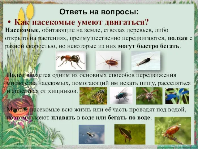 Ответь на вопросы: Как насекомые умеют двигаться? Насекомые, обитающие на земле, стволах