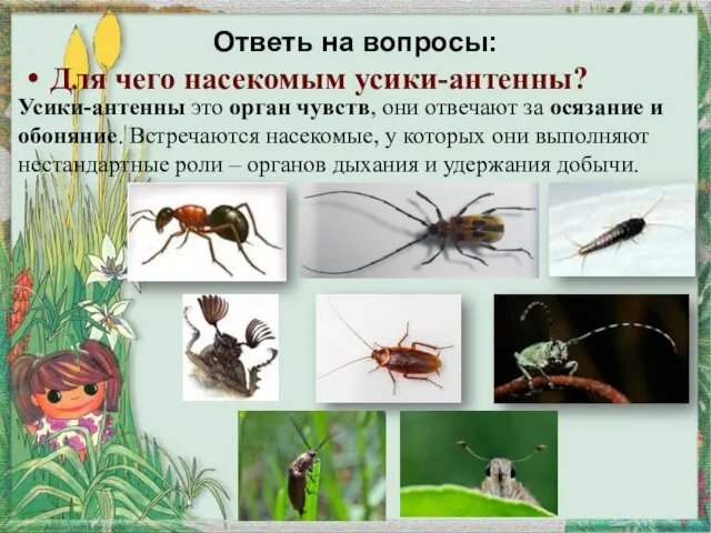 Ответь на вопросы: Для чего насекомым усики-антенны? Усики-антенны это орган чувств, они
