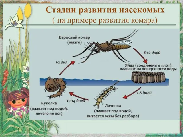 Стадии развития насекомых ( на примере развития комара)