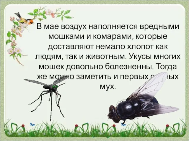 В мае воздух наполняется вредными мошками и комарами, которые доставляют немало хлопот