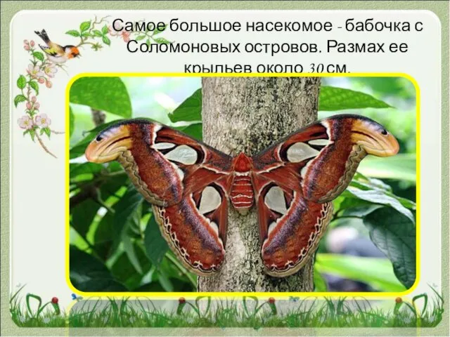 Самое большое насекомое - бабочка с Соломоновых островов. Размах ее крыльев около 30 см.