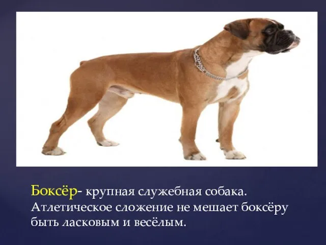 Боксёр- крупная служебная собака. Атлетическое сложение не мешает боксёру быть ласковым и весёлым.