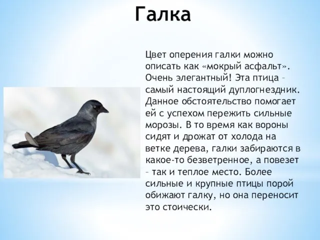 Галка Цвет оперения галки можно описать как «мокрый асфальт». Очень элегантный! Эта