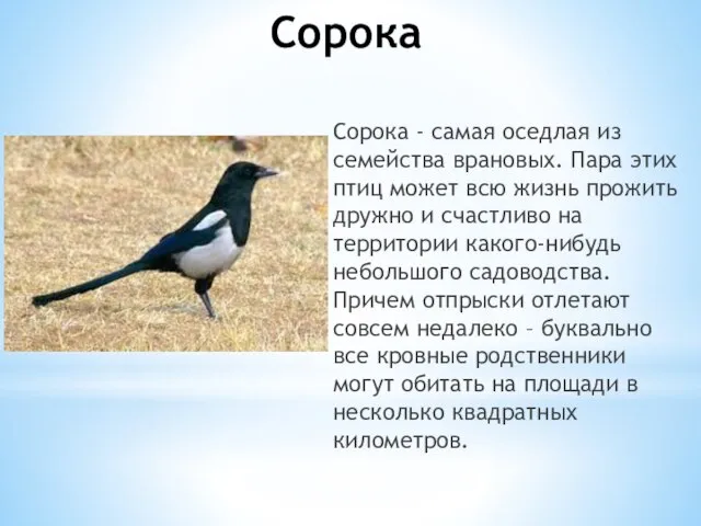 Сорока Сорока - самая оседлая из семейства врановых. Пара этих птиц может