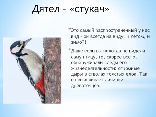 Дятел – «стукач» Это самый распространенный у нас вид – он всегда