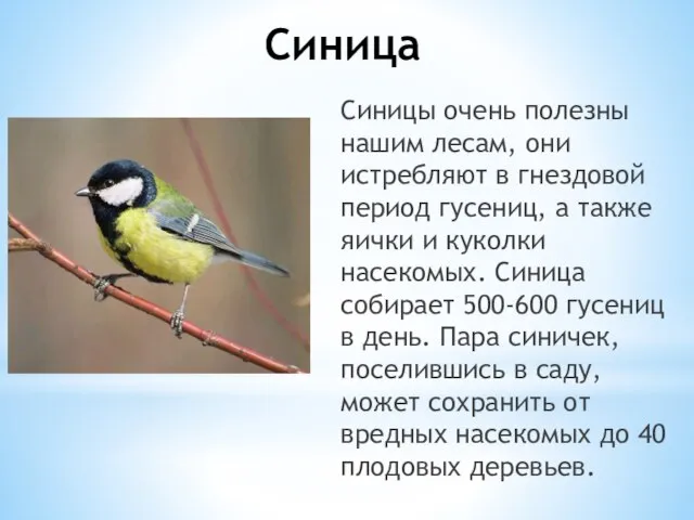 Синица Синицы очень полезны нашим лесам, они истребляют в гнездовой период гусениц,