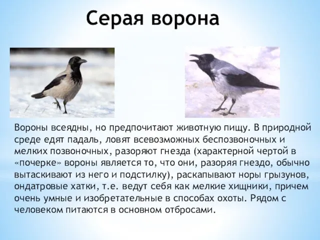 Серая ворона Вороны всеядны, но предпочитают животную пищу. В природной среде едят