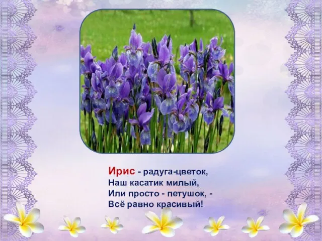 Ирис - радуга-цветок, Наш касатик милый, Или просто - петушок, - Всё равно красивый!