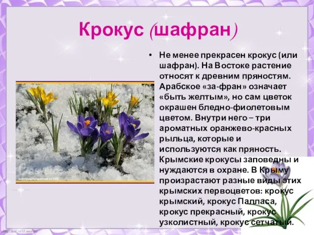 Крокус (шафран) Не менее прекрасен крокус (или шафран). На Востоке растение относят