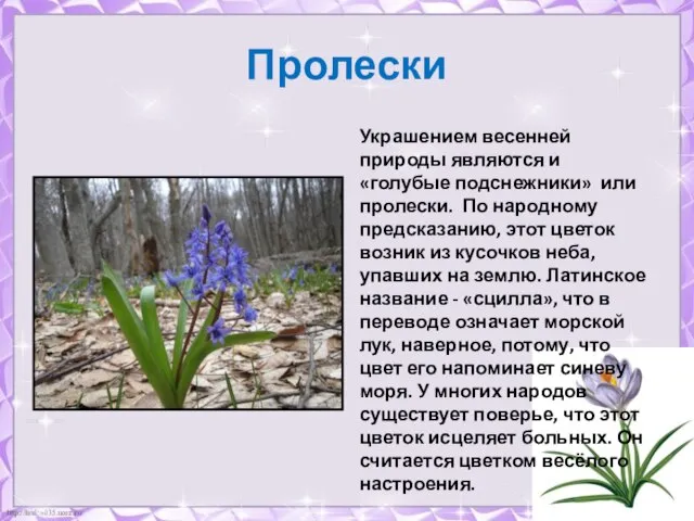 Пролески Украшением весенней природы являются и «голубые подснежники» или пролески. По народному