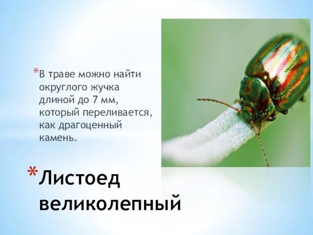 В траве можно найти округлого жучка длиной до 7 мм, который переливается,