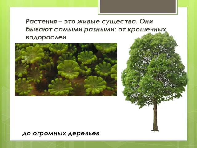 до огромных деревьев Растения – это живые существа. Они бывают самыми разными: от крошечных водорослей