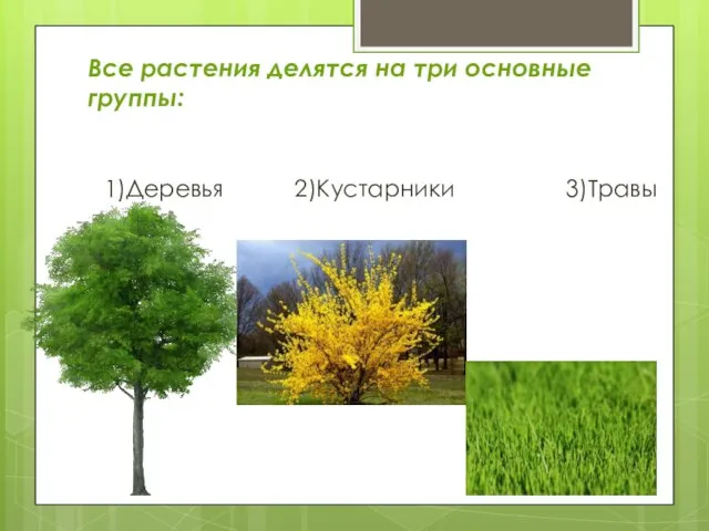 Все растения делятся на три основные группы: 1)Деревья 2)Кустарники 3)Травы