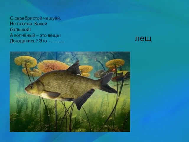 лещ С серебристой чешуёй, Не плотва. Какой большой! А копчёный – это вещь! Догадались? Это -………