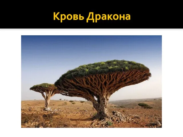 Кровь Дракона