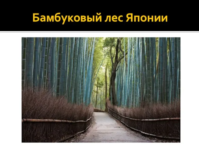 Бамбуковый лес Японии