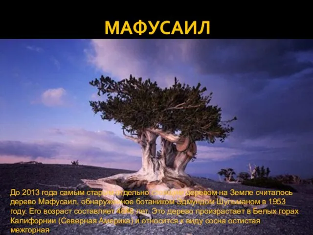 МАФУСАИЛ До 2013 года самым старым отдельно стоящим деревом на Земле считалось