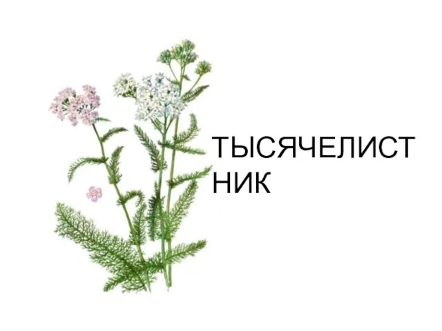 ТЫСЯЧЕЛИСТНИК