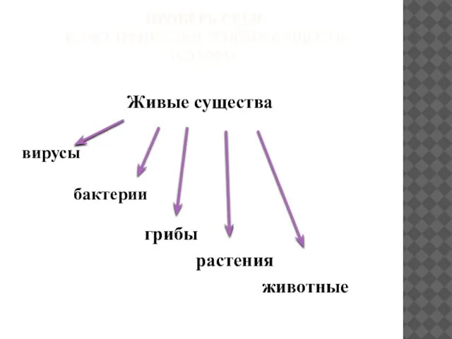 Проверь себя классификация живых существ (схема) Живые существа вирусы бактерии грибы растения животные