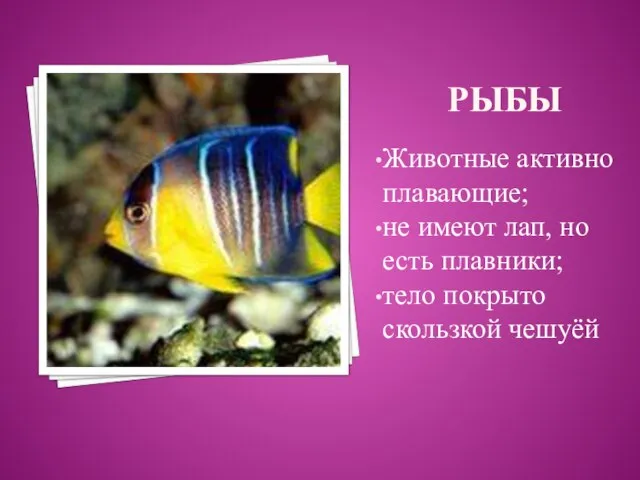 рыбы Животные активно плавающие; не имеют лап, но есть плавники; тело покрыто скользкой чешуёй