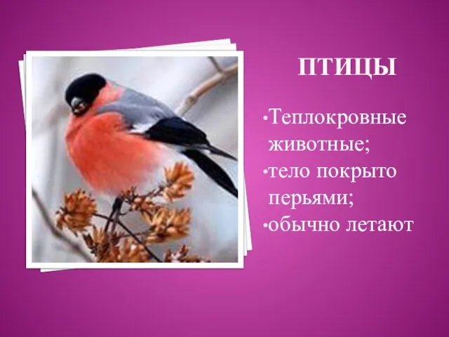птицы Теплокровные животные; тело покрыто перьями; обычно летают