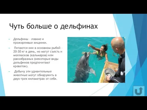 Чуть больше о дельфинах Дельфины – ловкие и прожорливые хищники. Питаются они