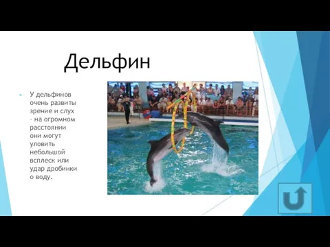Дельфин У дельфинов очень развиты зрение и слух – на огромном расстоянии