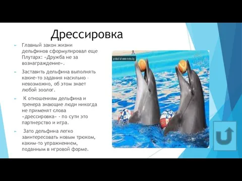 Дрессировка Главный закон жизни дельфинов сформулировал еще Плутарх: «Дружба не за вознаграждение».