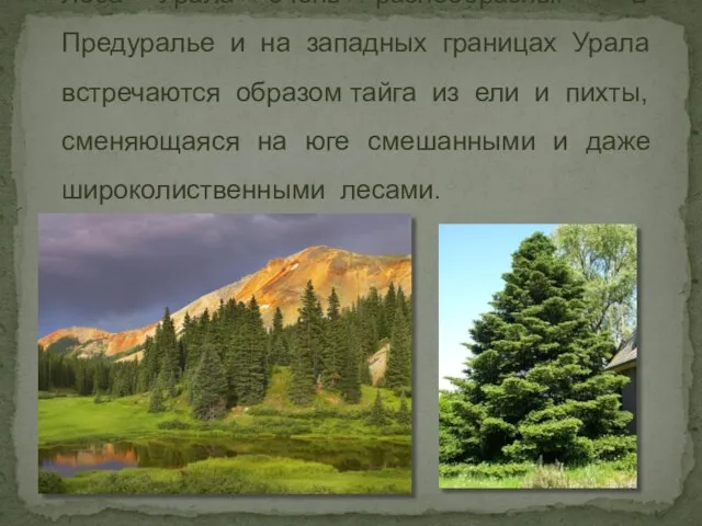 Леса Урала очень разнообразны. В Предуралье и на западных границах Урала встречаются