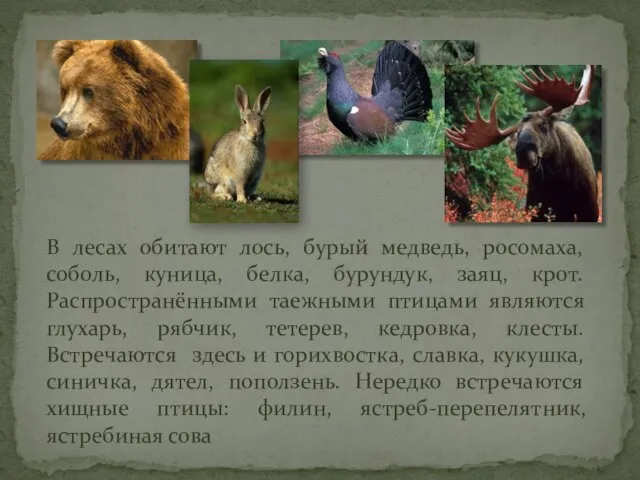 В лесах обитают лось, бурый медведь, росомаха, соболь, куница, белка, бурундук, заяц,