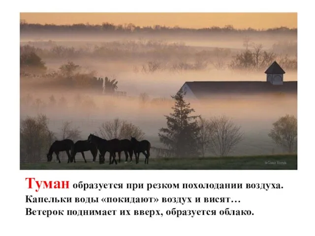 Туман образуется при резком похолодании воздуха. Капельки воды «покидают» воздух и висят…