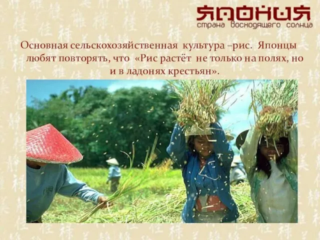 Основная сельскохозяйственная культура –рис. Японцы любят повторять, что «Рис растёт не только