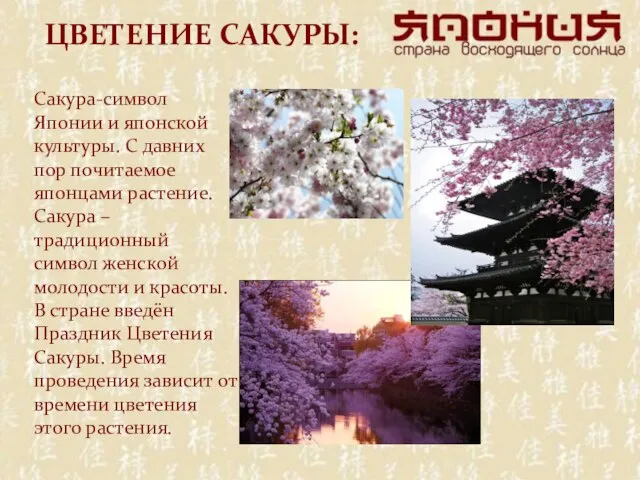 ЦВЕТЕНИЕ САКУРЫ: Сакура-символ Японии и японской культуры. С давних пор почитаемое японцами