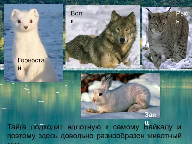 Тайга подходит вплотную к самому Байкалу и поэтому здесь довольно разнообразен животный