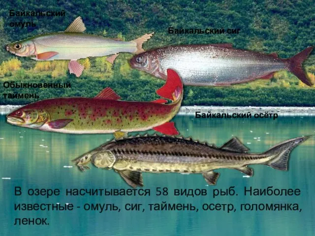 В озере насчитывается 58 видов рыб. Наиболее известные - омуль, сиг, таймень,