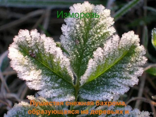 Изморозь Пушистая снежная бахрома, образующаяся на деревьях и кустарниках зимой