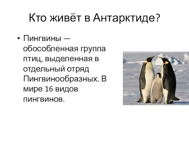 Кто живёт в Антарктиде? Пингвины — обособленная группа птиц, выделенная в отдельный