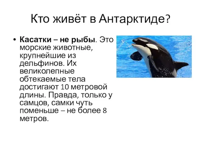 Кто живёт в Антарктиде? Касатки – не рыбы. Это морские животные, крупнейшие