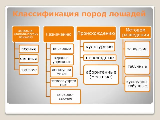 Классификация пород лошадей