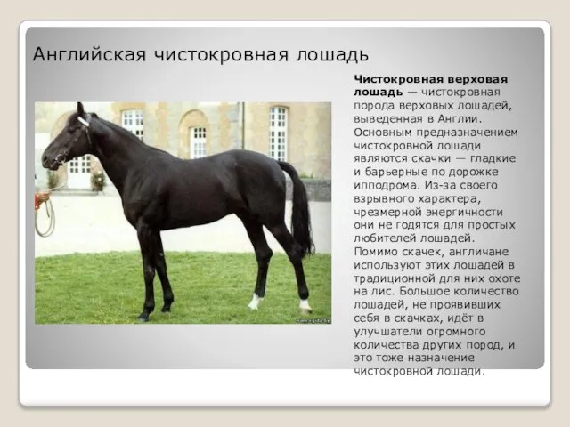 Чистокровная верховая лошадь — чистокровная порода верховых лошадей, выведенная в Англии. Основным