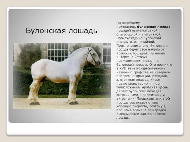 По всеобщему признанию, булонская порода лошадей является самой благородной и элегантной. Происхождение