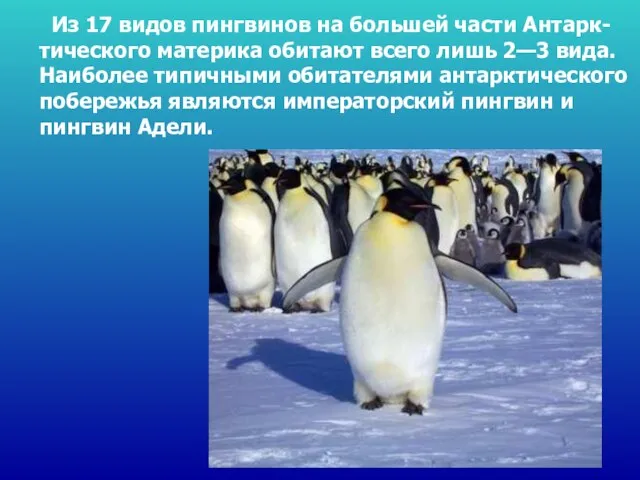 Из 17 видов пингвинов на большей части Антарк-тического материка обитают всего лишь