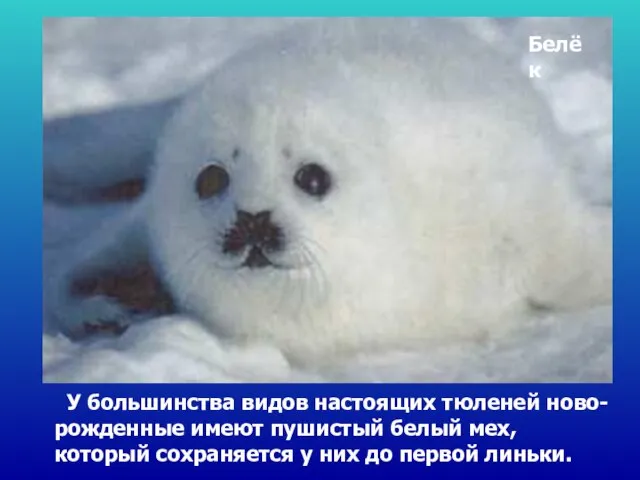 Белёк У большинства видов настоящих тюленей ново-рожденные имеют пушистый белый мех, который