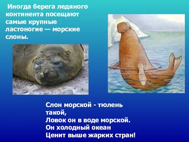 Слон морской - тюлень такой, Ловок он в воде морской. Он холодный