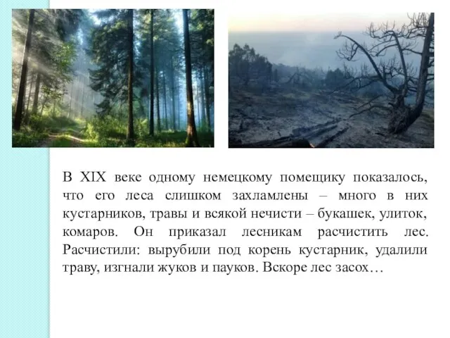 В XIX веке одному немецкому помещику показалось, что его леса слишком захламлены
