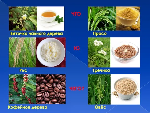 Веточка чайного дерева Рис Кофейное дерево Просо Гречиха Овёс ЧТО ИЗ ЧЕГО?